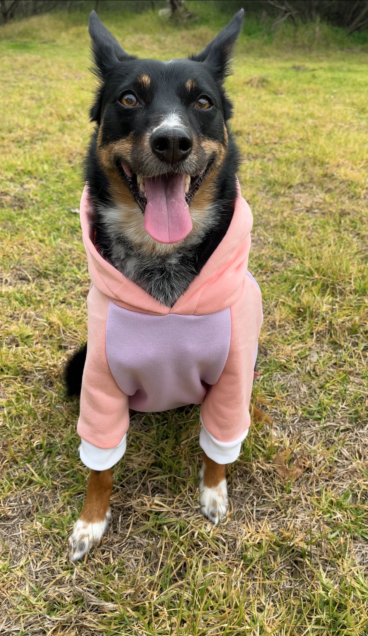 Cotton Candy Dog Hoodie - Limited Edition