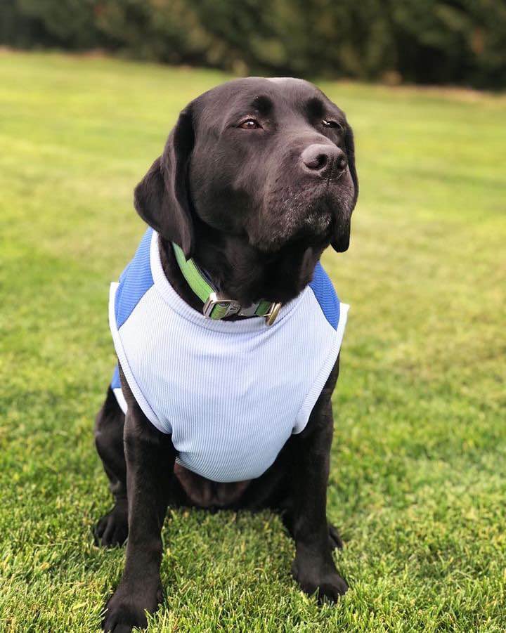 Blue Floof Tees - Dogs and Cats Pet Shirt