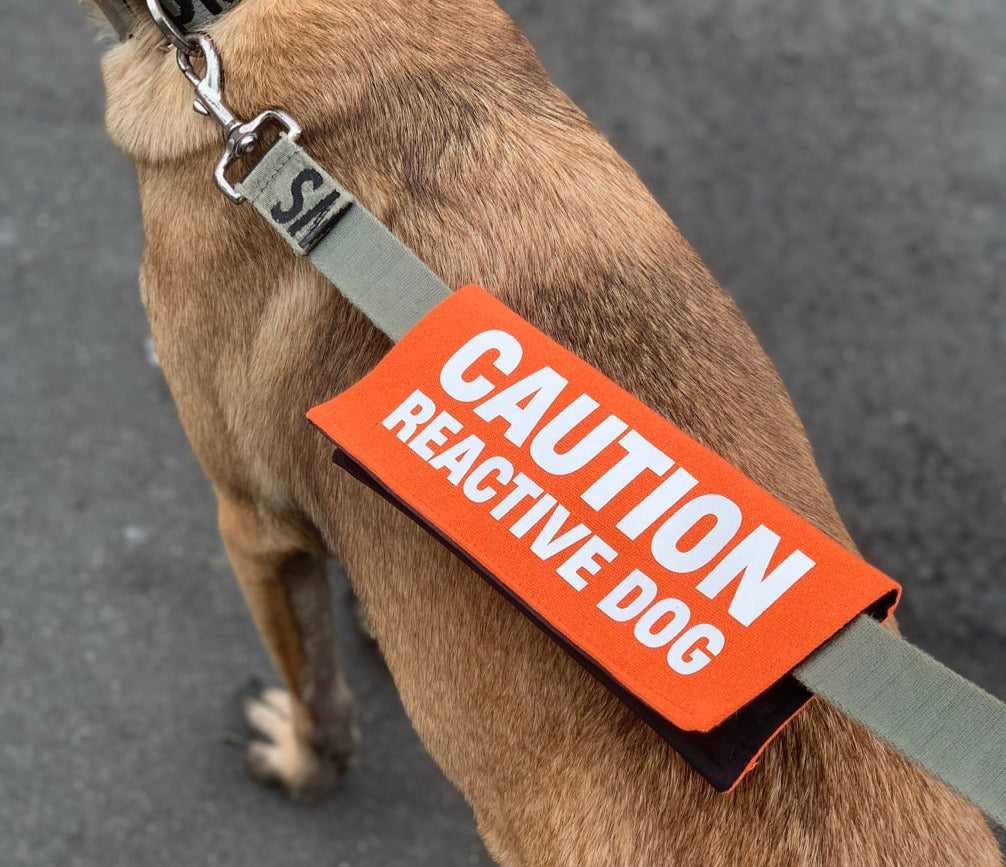 Caution: Reactive Dog