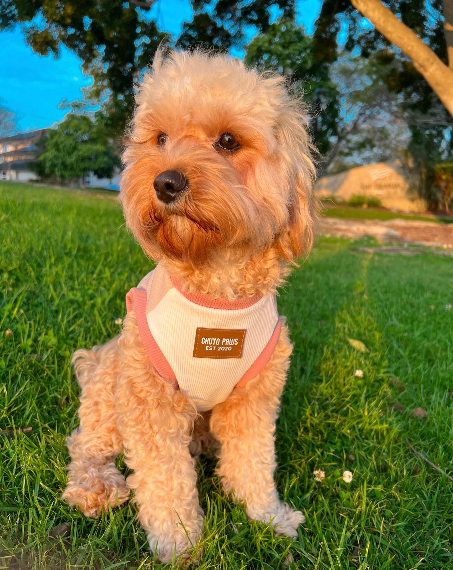 Beige Floof tees - Dogs and Cats Pet Shirt